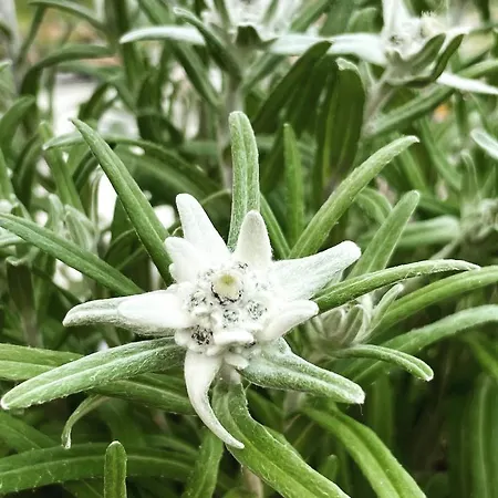 Cervinia House - Alpine & *